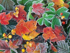frosty-autumn-leaves