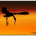 Glossy Ibis at Sunset
