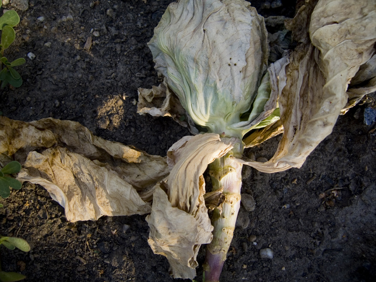 dead cabbage