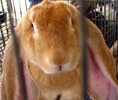 Long-eared rabbit