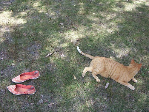 Orange shoes, orange cat