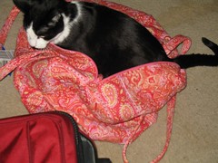 Simon in paisley bag