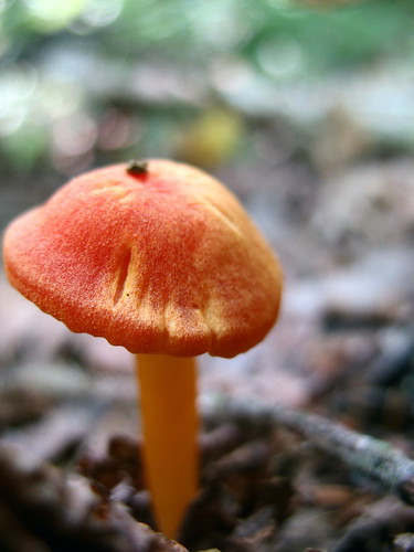 orange mushroom with yellow fuzz