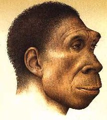 Homo erectus; de eerste wijndrinker ?