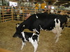 Cow and Calf at Minnesota State Fair 2006