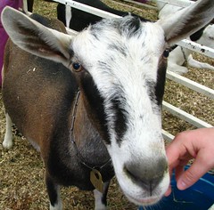 2006 TN State Fair goat