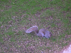Squirrel3.JPG