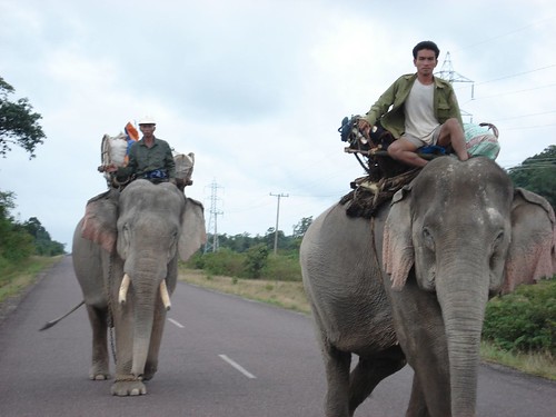Elephants on the road, Laos