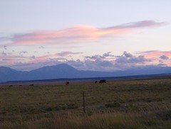Sunset with cows
