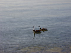 baby geese 005