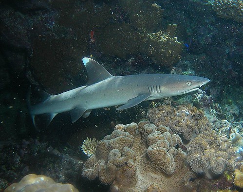 Shark - Great Barrier Reef
