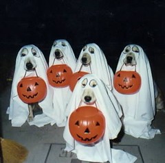 Halloween dog #9