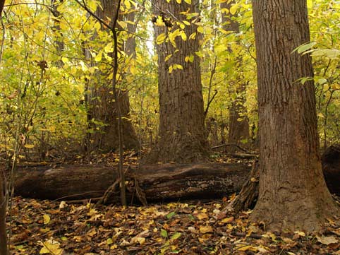 The old-growth forest (and in general, any old enough 2nd growth forest) is 