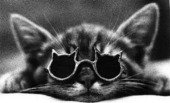 cat_sunglasses