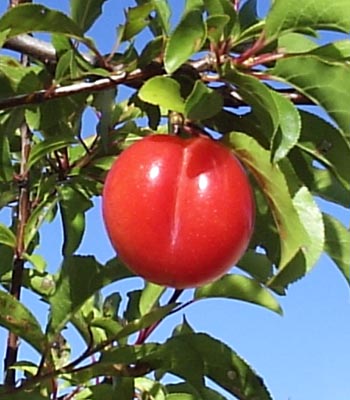 Cherry Plum 2
