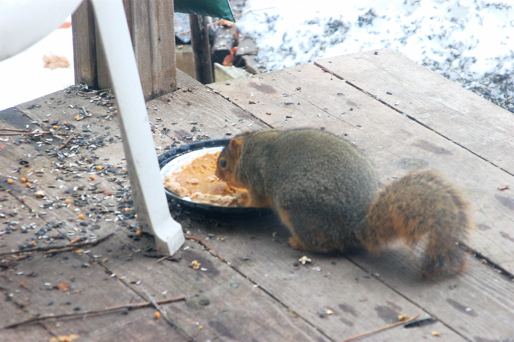 squirrel eating my pumpkin pie