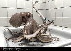 Octopus Shaving Himself