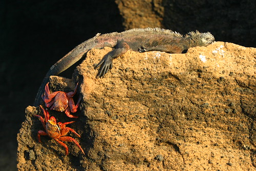 Marine Iguanas and Craberoos