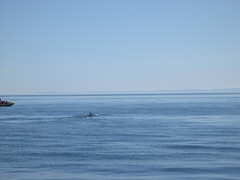 BaleineA3.jpg