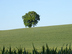 Lone Tree on the horizon