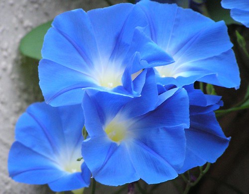 cluster of morning glory flowers