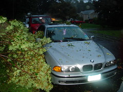 Tree on Doug's Car