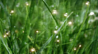 barleygrass.jpg