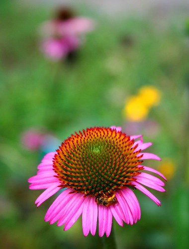 Looking Down at the Coneflower