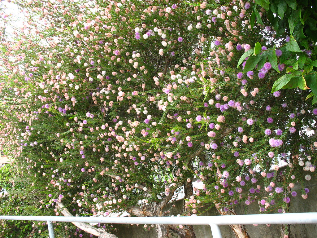 Melaleuca nesophylla