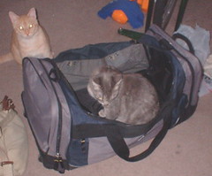 Xena in my large duffel bag - Abby in background