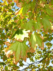 rusty leaves 1