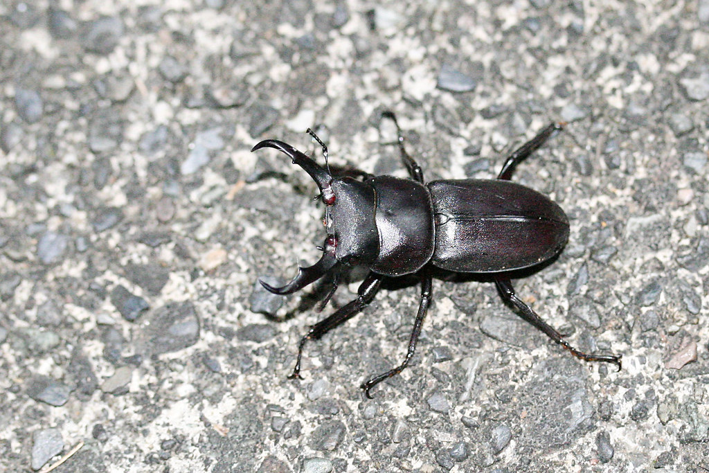 Little Stag Beetle