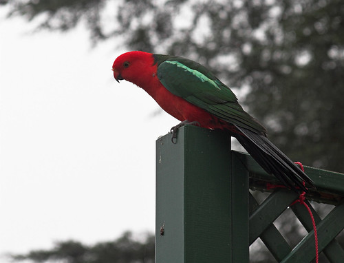 King parrot silhouette