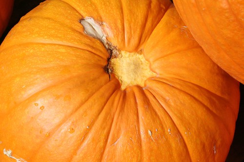 Pumpkin butt