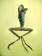 Dessicated Frog