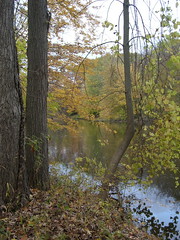 River and Leaves
