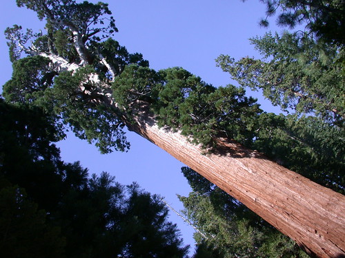 General Grant Tree@Kings Canyon National Park