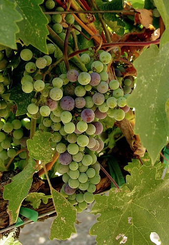 grapes 4