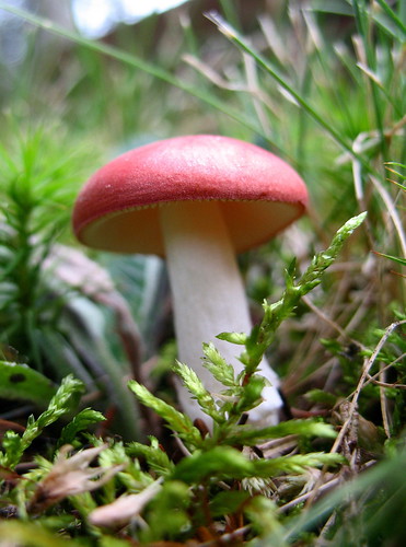 red and white mushroom near the cabin