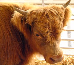 2006 TN State Fair petting zoo: Scottish Highland Cow