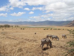 06tanzania: Ngorongoro crater 8th Wonder 03 Ngorongoro