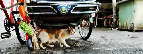 Melaka cat