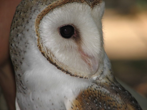 Closeup, Barn Owl, Terrtory Wildlife Park