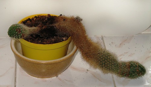It takes a really incompetent gardener to kill a cactus. It may recover – if I stay away from it.