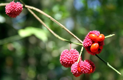 Funky Red Berries