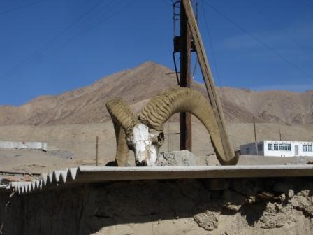 Skull of something that had big horns in Murgab, Tajikistan