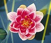 william falconer water lily