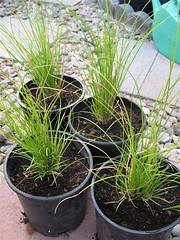 More Carex Plants