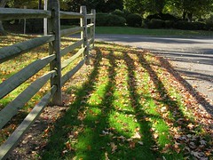 Fence with fall leaves