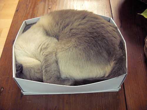 Cat in a Box. When Mist found all the baskets on the table full, 